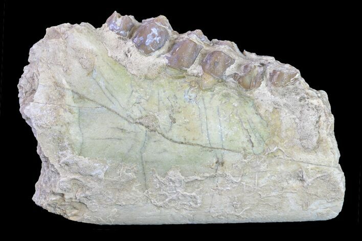 Oreodont (Merycoidodon) Jaw Section - South Dakota #157386